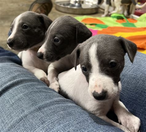Whippet - Balmoral VIC - PetsForHomes