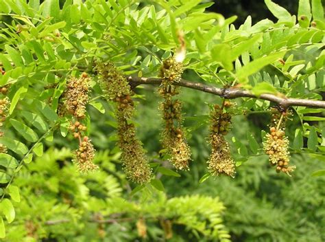 Types of Locust Trees with Identification Guide and Pictures ...