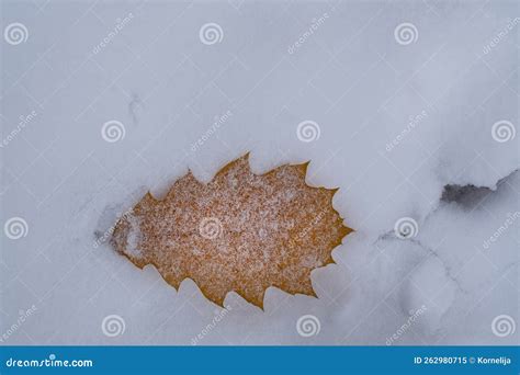 Dry Oak Leaf In Winter With Snow On The Ground Stock Image Image Of