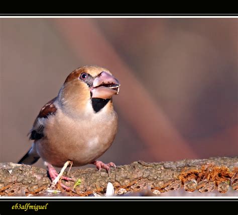 Mis Amigas Las Aves