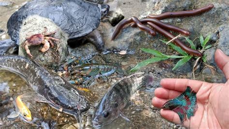 Menemukan Keong Kepiting Ikan Hias Ikan Koki Ikan Cupang Lele