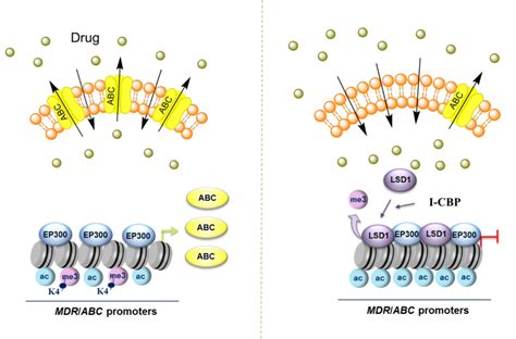 Cancers Free Full Text CBP P300 Bromodomain InhibitorICBP112