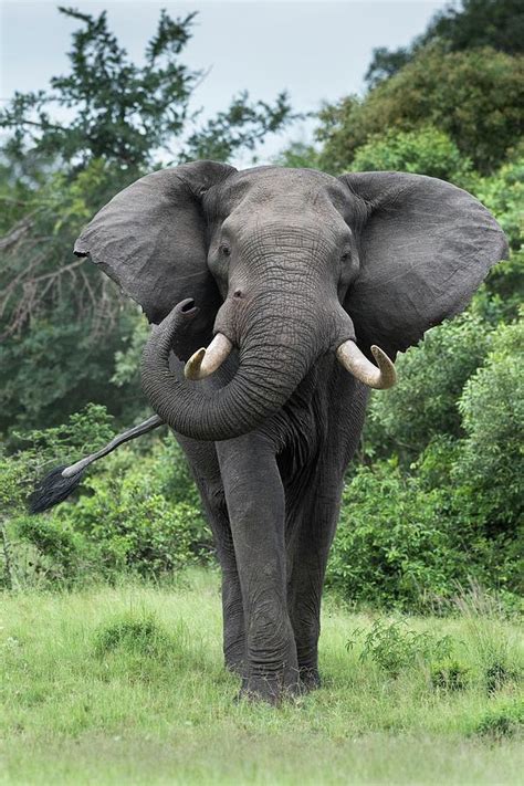 African Elephant Bull 1 By Science Photo Library