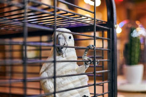 How to Choose the Right Bird Cage Size and Bar Spacing