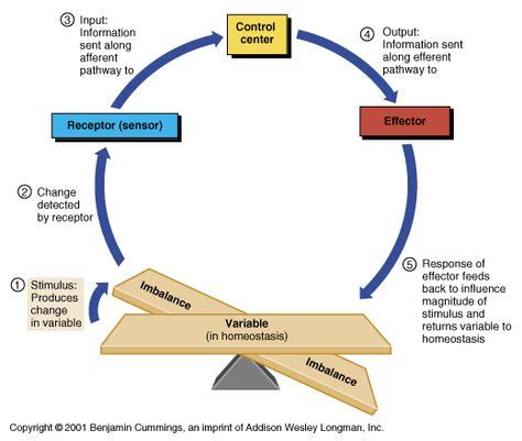 Homeostasis Feedback Loop Anatomy And Physiology Ap Biology Biology