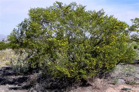 CREOSOTE BUSH SEEDS Larrea tridentata | Etsy