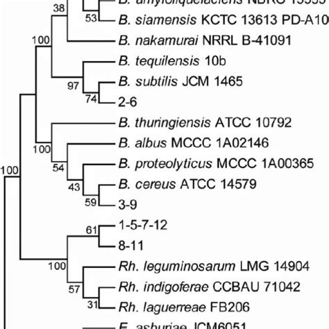 Neighbor Joining Phylogenetic Tree Based On 16s Rrna Gene Sequences