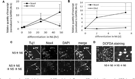 Figure From Role Of Nox In Neuronal Differentiation Of Mouse