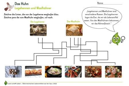 Huhn Elementar Und Primarstufe