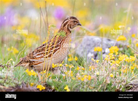 Common Quail Coturnix Coturnix Adult Male Standing Among Flowers