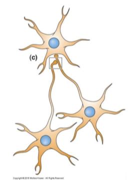 Neurobiology Practice Exams Flashcards Quizlet