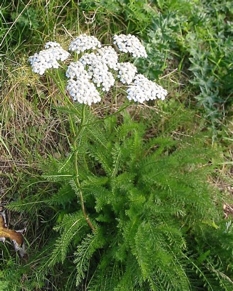 1 Pound Western Yarrow Achillea Millefolium Seeds White Etsy