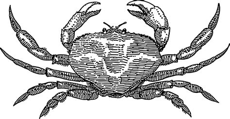 Free Images - crab crustaceans exoskeleton thick