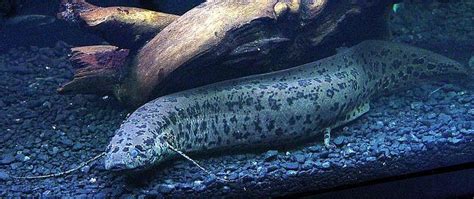 West African Lungfish Alchetron The Free Social Encyclopedia