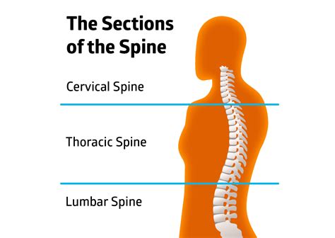 Exercises To Help Osteoporosis In The Spine Online Degrees