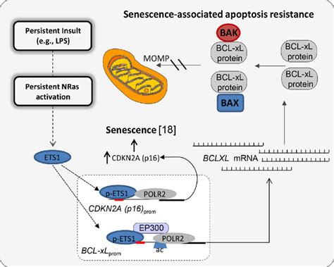 Conceptual Framework Of Bcl Xl Expression During Persistent Lps