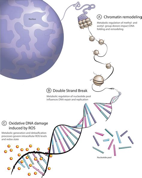 Frontiers Dna Damage Repair And Cancer Metabolism