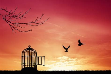 JE SAIS POURQUOI L'OISEAU EN CAGE CHANTE - Inspirant.fr | Limiting ...