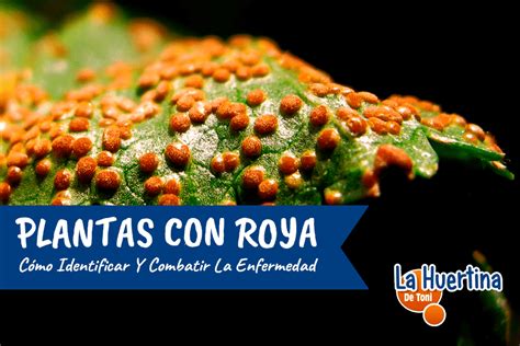 Qu Es La Roya Como Prevenirla Y Combatirla En El Huerto