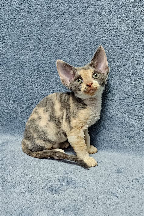 Adorable Assol Your Perfect Devon Rex Kitten Purebred Kitties