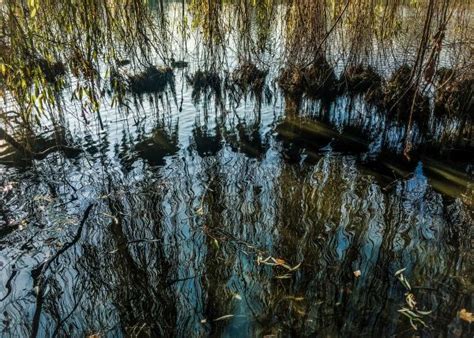 Free Images Tree Nature Forest Swamp Branch Sunlight Leaf