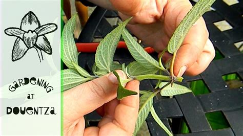 How To Propagate Salvia Taking Sage Cuttings In Autumn YouTube