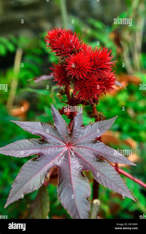 Red Castor Flower Hi Res Stock Photography And Images Alamy