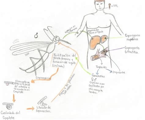 Ciclo Biol Gico Del Plasmodium Las Enfermedades Emergentes