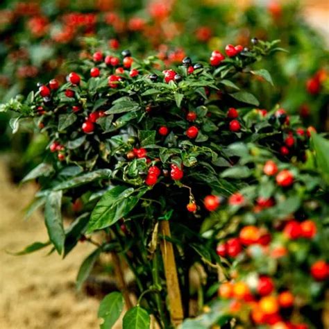 Chile Chiltepín Planta Capsicum Annuum Más Semillas Mercadolibre