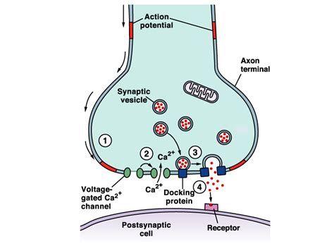 Transmission Nerve Impulse Diagram Ublabeled Nerve Impulse S