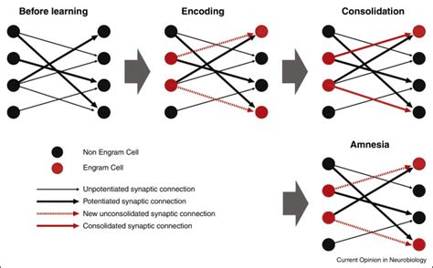 Engram Cell Connectivity Schematic Illustrating The Dynamics Of