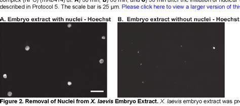 Figure 1 From A Cell Free Assay Using Xenopus Laevis Embryo Extracts To