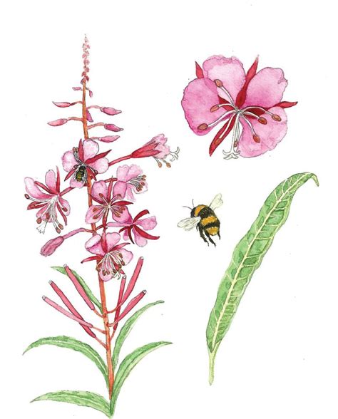 In Bloom Fireweed The Laurel Of Asheville Botanical Prints