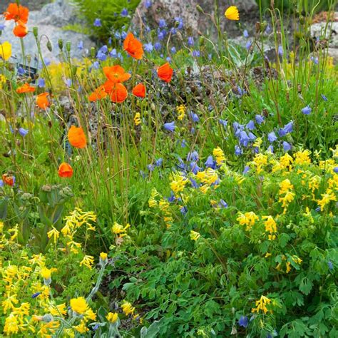 10 Perennials That Bloom All Year Long