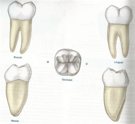 Ch 17 Molars Pt 4 Permanent Mandibular First Molars Flashcards Quizlet