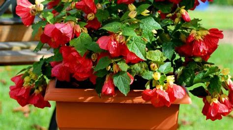 Abutilon LUCKY LANTERN Red Nuabred Garden Crafts Red Lucky