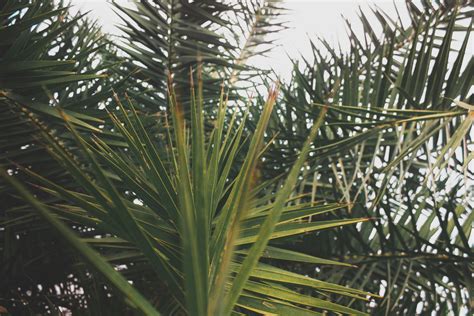 Green Palm Trees · Free Stock Photo