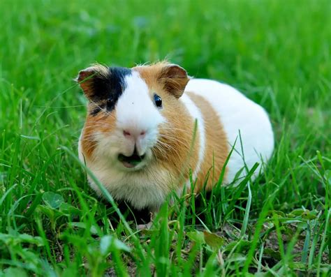 Why Is My Guinea Pig Coughing? - More Guinea Pigs