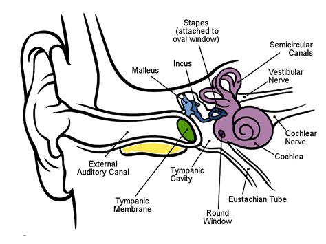 Ear Canal Swollen Shut