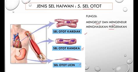 Jenis Sel Haiwan Benjamin Kelly