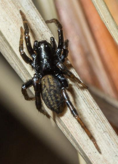 Allocosa Chamberlini Allocosa Funerea Bugguide