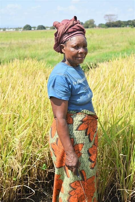 projects fostering sustainable rice production  climate finance