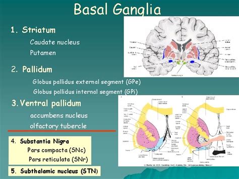 Basal Ganglia Motor Pathways Dr Gallatz Katalin Basal