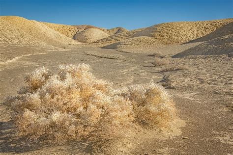 Death Valley Desert Sage Brush Photograph By Rebecca Herranen Pixels