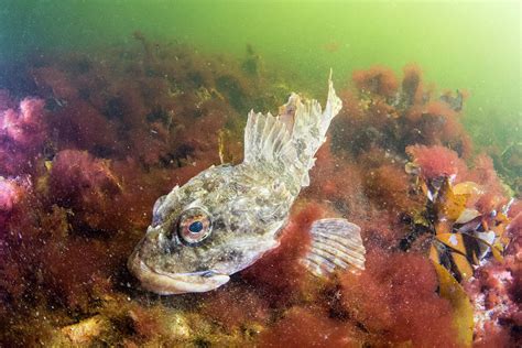 Shorthorn Sculpin In Bonne Bay Photograph By Scott Leslie Fine Art