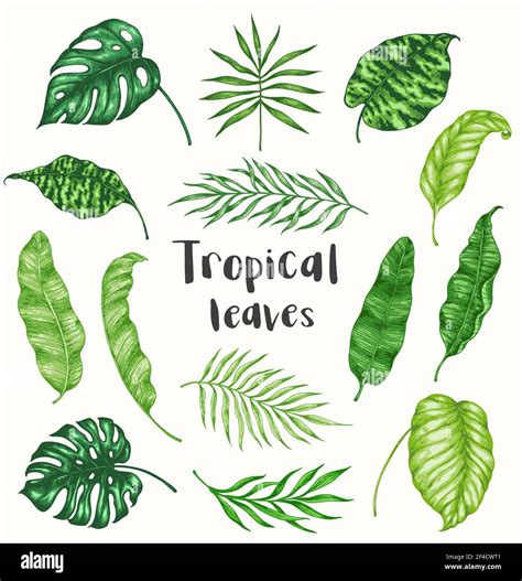 Set Of Green Tropical Palm Leaves On A White Background Hand Drawn