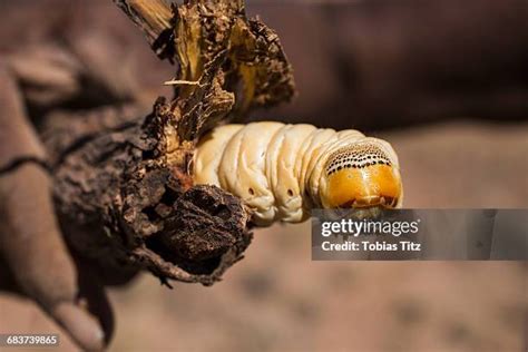 2416 Yellow Grub Stock Photos High Res Pictures And Images Getty