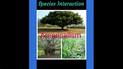 AMENSALISM/ SYMBIOTIC RELATIONSHIP / SPECIES INTERACTION ( ECOLOGICAL ...