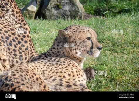 Gepard Farm Fotos Und Bildmaterial In Hoher Auflösung Alamy