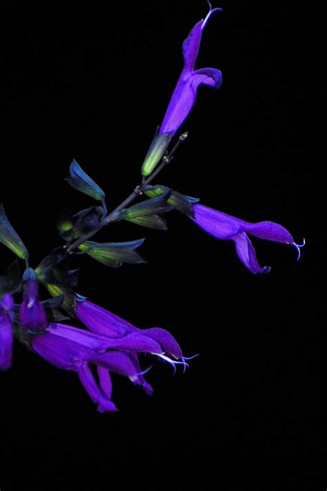 Salvia ‘purple Majesty Curbstone Valley